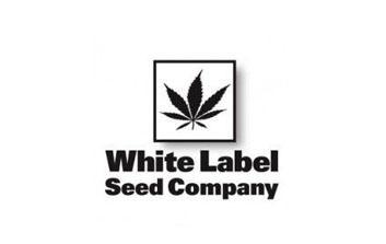 sensi white label seeds
