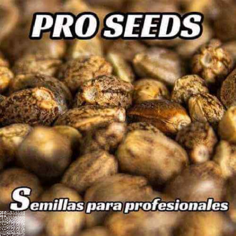 Pro seeds semillas para profesionales