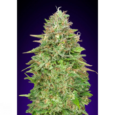 CRITICAL POISON FAST 00SEEDS