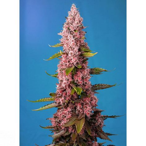 RED HOT COOKIES SWEET SEEDS 5+2 REGALO