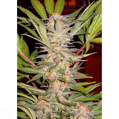 S.A.D. SWEET AFGANI DELICIOUS S1 SWEET SEEDS 25UN