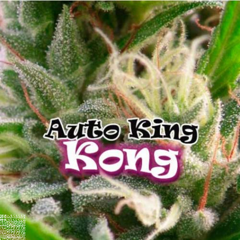 AUTO KING KONG DR UNDERGROUND