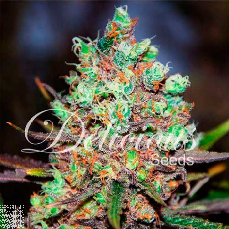 COTTON CANDY KUSH (SATIVA LINE) DELICIOUS SEEDS 