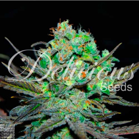 ELEVEN ROSES (INDICA LINE) DELICIOUS SEEDS