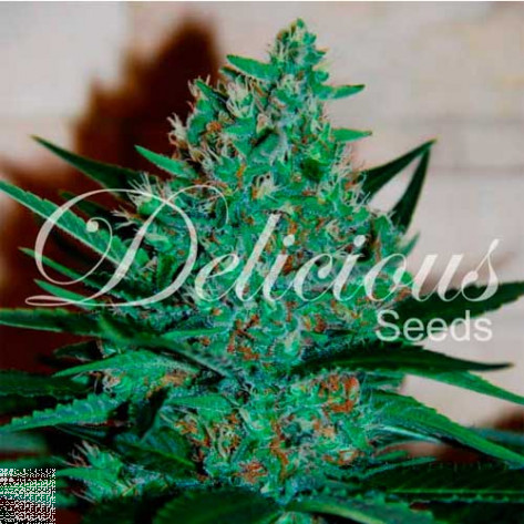 FRUITY CHRONIC JUICE (INDICA LINE) DELICIOUS SEEDS 