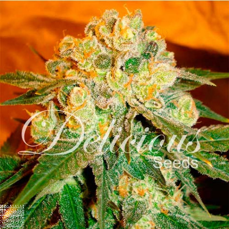 MARMALATE (INDICA LINE) DELICIOUS SEEDS