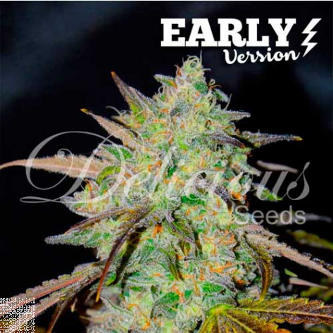 MARMALATE F1 (FAST VERSION) DELICIOUS SEEDS