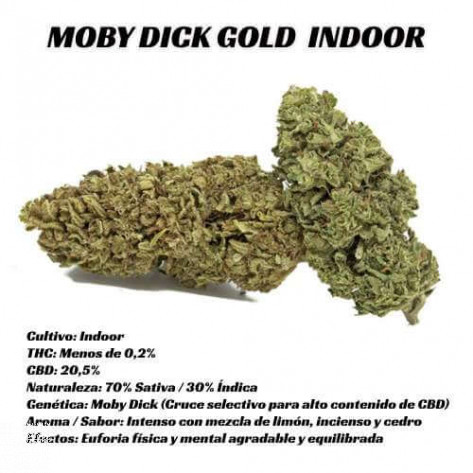 FLORES CBD MOBY DICK GOLD INDOOR-319