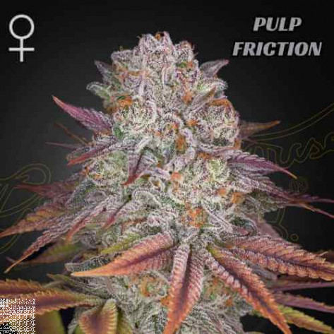 PULP FRICTION  GREEN HOUSE