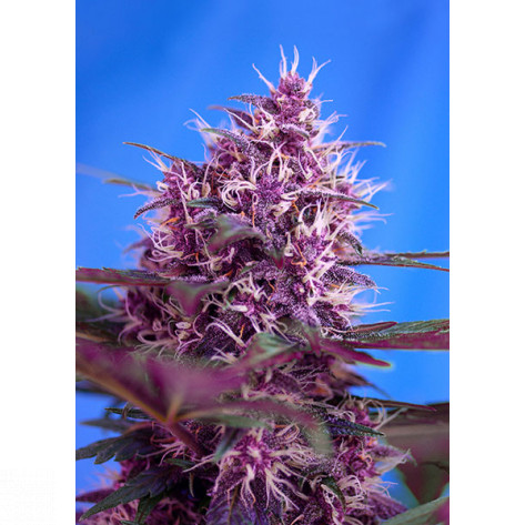 RED POISON AUTO SWEET SEEDS 3+1 REGALO-32