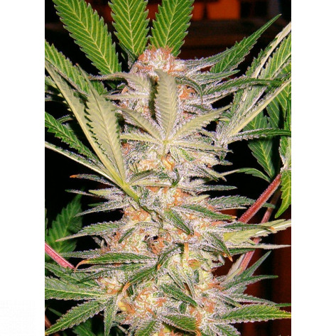 S.A.D. SWEET AFGANI DELICIOUS F1 SWEET SEEDS 5UN