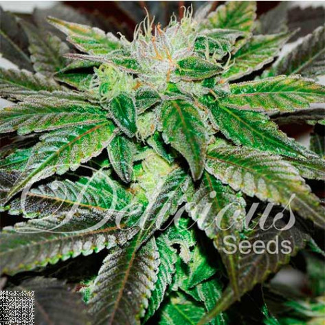 SUGAR CANDY (INDICA LINE) DELICIOUS SEEDS 