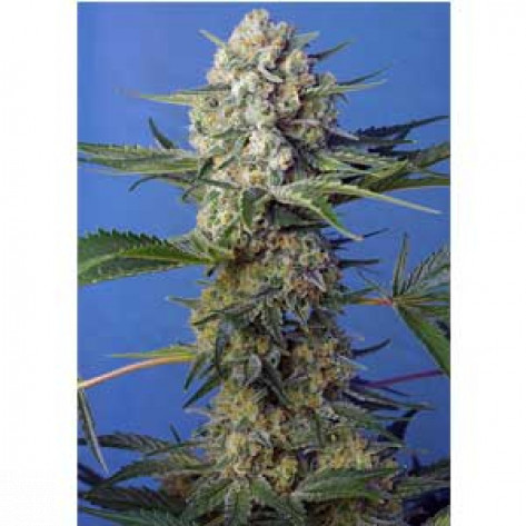 CRYSTAL CANDY FAST VERSION SWEET SEEDS 100UN