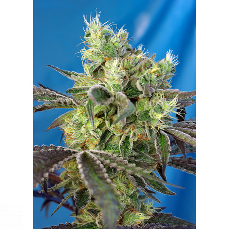 DO-SWEET-DOS SWEET SEEDS 3+1 REGALO