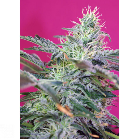 SWEET CHEESE AUTO SWEET SEEDS 3+1 REGALO-31