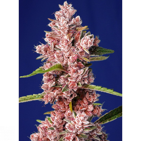 TROPICANNA POISON F1 FAST VERSION SWEET SEEDS 5+2 REGALO