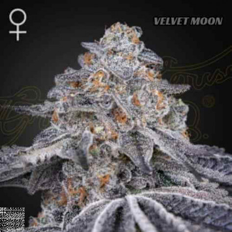 Velvet Moon es el resultado de nuestra selección de los famosos Dosidos de USA, cruzados con uno de los últimos proyectos de crianza de Franco, el Holy Punch.   El resultado es una planta estupenda, vigorosa y sorprendentemente estética, con un olor muy d