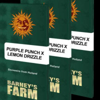 PURPLE PUNCH X LEMON DRIZZLE BARNEY'S FARM 