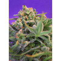 SWEET CHEESE F1 FAST VERSION SWEET SEEDS 25UN