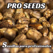 Pro seeds semillas para profesionales