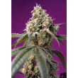BRUCE BANNER AUTO SWEET SEEDS 3+1 REGALO