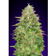 CRITICAL POISON FAST 00SEEDS