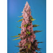 RED HOT COOKIES SWEET SEEDS 3+1 REGALO