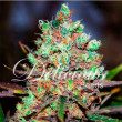 COTTON CANDY KUSH (SATIVA LINE) DELICIOUS SEEDS 