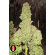 WHITE RUSSIAN SERIOUS SEEDS 6UN