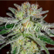 NORTHERN LIGHT BLUE (INDICA LINE) DELICIOUS SEEDS