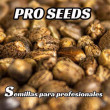 Pro seeds 
