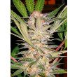 S.A.D. SWEET AFGANI DELICIOUS F1 SWEET SEEDS 5UN