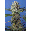 CRYSTAL CANDY FAST VERSION SWEET SEEDS 3+1 REGALO