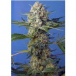 CRYSTAL CANDY FAST VERSION SWEET SEEDS 25UN