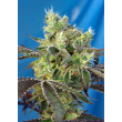 DO-SWEET-DOS SWEET SEEDS 3+1 REGALO