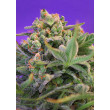 SWEET CHEESE F1 FAST VERSION SWEET SEEDS 100UN
