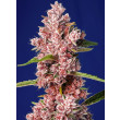TROPICANNA POISON F1 FAST VERSION SWEET SEEDS