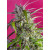 CRYSTAL CANDY AUTO SWEET SEEDS 5+2 REGALO
